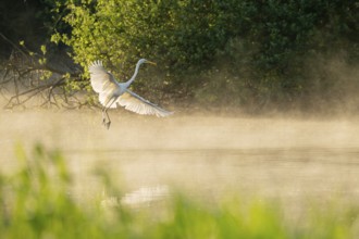 Great White Egret (Ardea alba) in flight over an area of water in a wetland, fog, Lower Saxony,