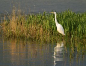 Great White Egret (Ardea alba) foraging in a wetland, water surface and green wet meadow, Lower