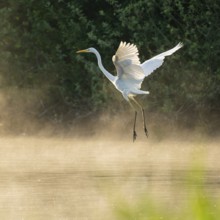 Great White Egret (Ardea alba) in flight over an area of water in a wetland, fog, Lower Saxony,