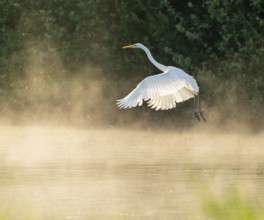 Great White Egret (Ardea alba) in flight over an area of water in a wetland, fog, Lower Saxony,