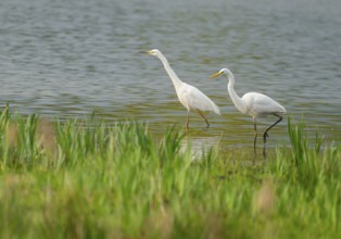 Great White Egret (Ardea alba), two birds foraging in a wetland, water surface and green wet