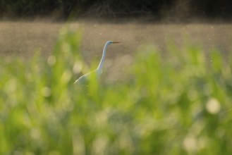 Great White Egret (Ardea alba) foraging in a wetland, green wet meadow, Lower Saxony, Germany