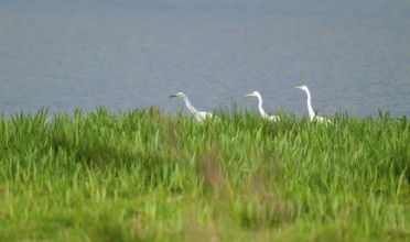 Great White Egret (Ardea alba), three birds foraging in a wetland, water surface and green wet