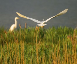 Great White Egret (Ardea alba) taking off, wetland, water surface and green wet meadow, Lower