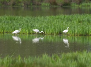 Great White Egret (Ardea alba), three birds foraging in a wetland, water surface and green wet