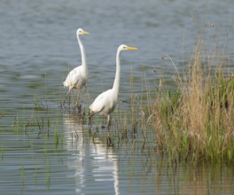 Great White Egret (Ardea alba), two birds foraging in a wetland, water surface and green wet