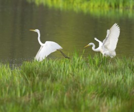 Great White Egret (Ardea alba), two birds with outstretched wings looking for food in a wetland,