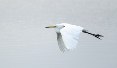 Great White Egret (Ardea alba) flying over a water surface, Lower Saxony, Germany