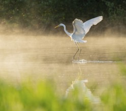 Great White Egret (Ardea alba) in flight over an area of water in a wetland, fog, Lower Saxony,