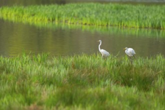 Great White Egret (Ardea alba), two birds foraging in a wetland, water surface and green wet