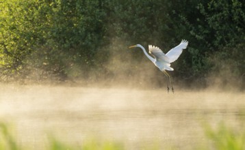 Great White Egret (Ardea alba) in flight over an area of water in a wetland, fog, Lower Saxony,
