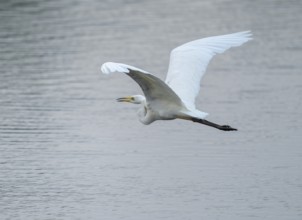 Great White Egret (Ardea alba) flying over a water surface, Lower Saxony, Germany