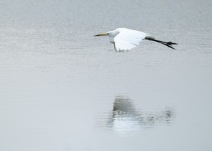 Great White Egret (Ardea alba) flying over a water surface, Lower Saxony, Germany