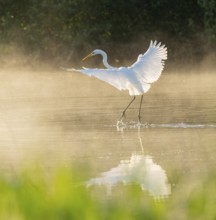 Great White Egret (Ardea alba) in flight over an area of water in a wetland, fog, Lower Saxony,