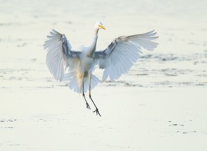 Great White Egret (Ardea alba) with outstretched wings approaching the shallow water zone in a