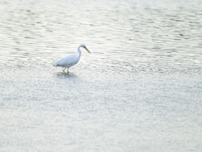 Great Egret (Ardea alba) standing in the shallow water zone of a wetland, looking for food, Lower