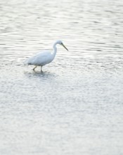 Great Egret (Ardea alba) standing in the shallow water zone of a wetland, looking for food, Lower