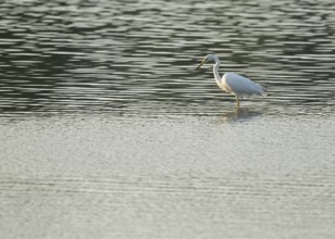 Great Egret (Ardea alba) standing in the shallow water zone of a wetland, looking for food, Lower