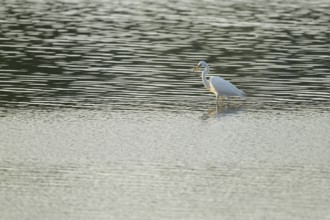 Great Egret (Ardea alba) standing in the shallow water zone of a wetland, looking for food, Lower
