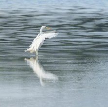 Great Egret (Ardea alba) stands with open wings in the shallow water zone of a wetland, looking for