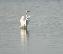 Great White Egret (Ardea alba) standing with open wings in the shallow water zone of a wetland,
