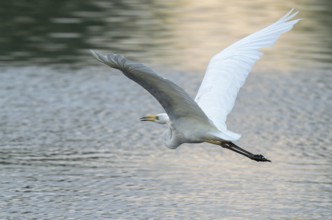 Great White Egret (Ardea alba) flying over a water surface, Lower Saxony, Germany