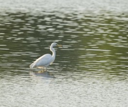 Great Egret (Ardea alba) standing in the shallow water zone of a wetland, looking for food, Lower