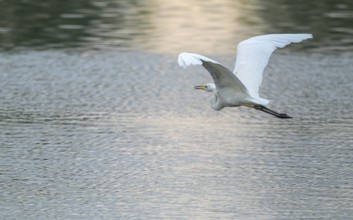 Great White Egret (Ardea alba) flying over a water surface, Lower Saxony, Germany