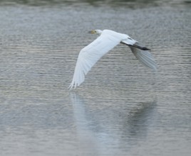 Great White Egret (Ardea alba) flying over a water surface, Lower Saxony, Germany