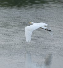 Great White Egret (Ardea alba) flying over a water surface, Lower Saxony, Germany