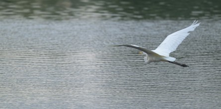 Great White Egret (Ardea alba) flying over a water surface, Lower Saxony, Germany