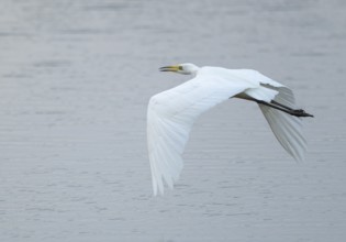 Great White Egret (Ardea alba) flying over a water surface, Lower Saxony, Germany