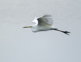 Great White Egret (Ardea alba) flying over a water surface, Lower Saxony, Germany