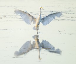 Great White Egret (Ardea alba) with outstretched wings approaching the shallow water zone in a