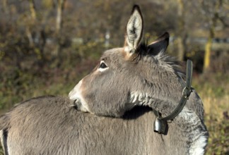 Domestic donkey (Equus asinus asinus) scratches its back, Switzerland