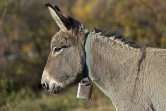 Portrait, domestic donkey (Equus asinus asinus), Switzerland