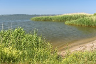 Shore zone overgrown with reed grass on the Achterwasser, nature reserve Südspitze Gnitz, Usedom