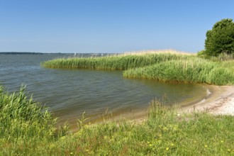Shore zone overgrown with reed grass on the Achterwasser, nature reserve Südspitze Gnitz, Usedom
