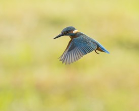 Kingfisher (Alcedo atthis) in flight, shaking, shaking flight, Lower Saxony, Germany