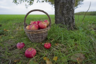 Willow basket with Jakob fisherman apples, Jakob fisherman, apple variety, fruit, apple strudel,