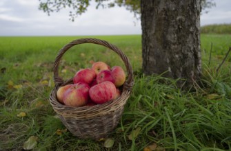 Willow basket with Jakob fisherman apples, Jakob fisherman, apple variety, fruit, apple strudel,