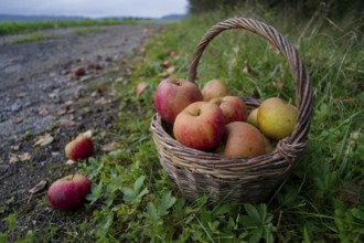 Wicker basket with Boskoop apple, Boskop, Boskop apple, apple variety, fruit, apple strudel, apple