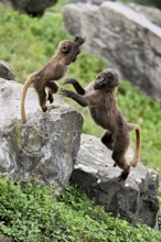 Djelada or blood-breasted baboon (Theropithecus gelada), old animal with young playing on rock,