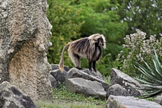 Djelada or blood-breasted baboon (Theropithecus gelada), male, standing on rock, captive,