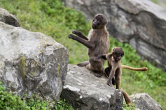 Djelada or blood-breasted baboon (Theropithecus gelada), old animal with young sitting on a rock,