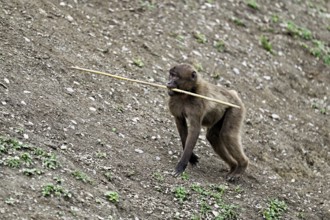Young jelada or blood-breasted baboon (Theropithecus gelada), with branch in mouth, captive,
