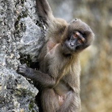 Djelada or blood-breasted baboon (Theropithecus gelada), old animal climbing on rock, captive,