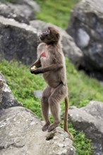 Djelada or blood-breasted baboon (Theropithecus gelada), captive, Switzerland