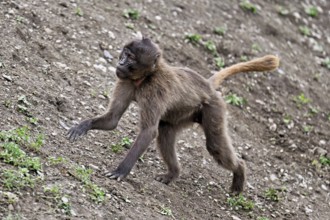Young jelada or blood-breasted baboon (Theropithecus gelada), running, captive, Switzerland