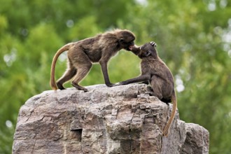 Two djeladas or blood-breasted baboons (Theropithecus gelada), in a playful fight on rock, captive,